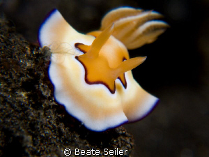 Chromodoris coi, Taken with Canon G10 and 2 X UCL165 by Beate Seiler 